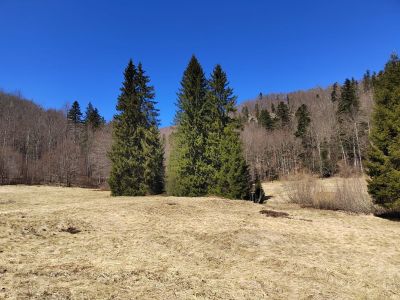 Slika 31._Calluna_vulgaris_i_Vaccinum_myrtillus_pod_smrekama_na_granci_creta_.jpg 1