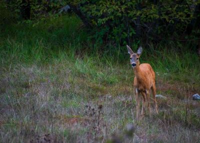 Slika 41._CAPREOLUS_.jpg 1