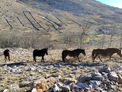 Slika 5._KONJI_NA_RADLOVCU_.jpg 1