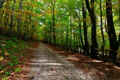 Slika DSC_1810.jpg 1