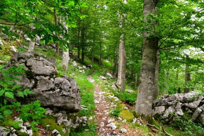 Slika DSC_4871_(Large).jpg 1