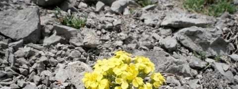 Velebitska degenija – simbol velebitske flore