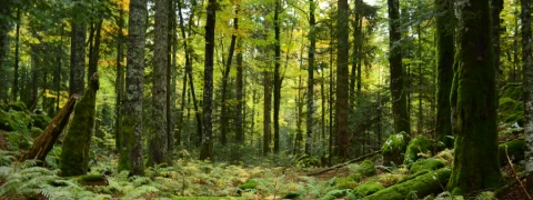 Postoje li prirodni pesticidi?